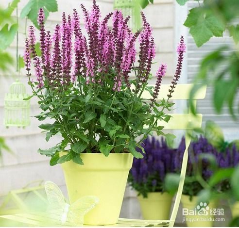 薄荷种植攻略：阳光充足，排水良好，轻松养出香草绿植！