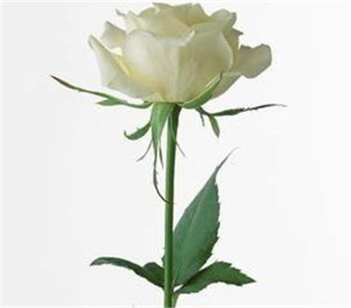 病虫害防治的重要性