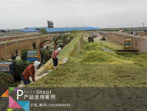 玉米青贮饲料如何长期保存？