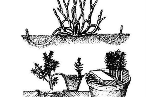 压条繁殖：植物新生命的孕育过程