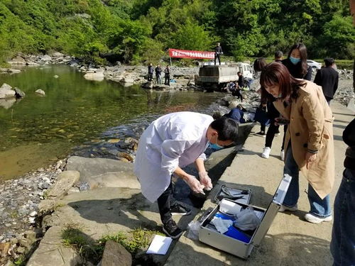 创新甲鱼养殖技术，打造高效生态渔业模式