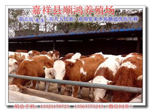 养牛优先：选草有讲究