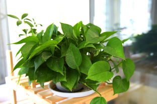 第三招：摸摸土壤， 干不干