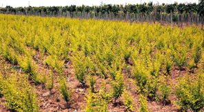 红树林植物：耐盐碱的小嫩手