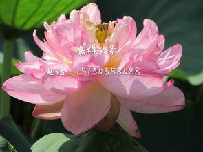 荷花耐寒品种大盘点