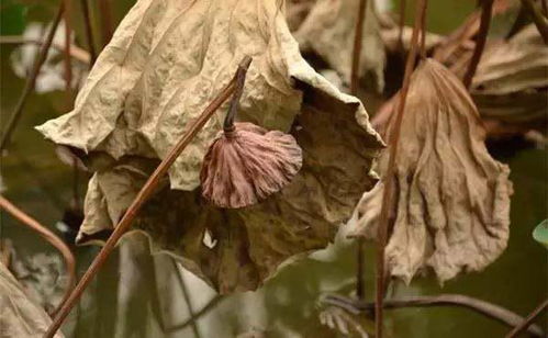 木本花枯萎了是浇水过多还是施肥不当