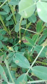 黑斑病的烦恼，多菌灵来帮忙