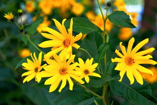 龙胆花的生存策略：