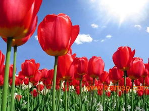 1. 郁金香， 花中皇后