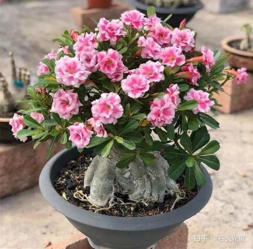 玫瑰花盆栽的选择：美观与实用的完美结合