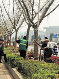 再来就是那个香樟， 四季常青，好喜欢它