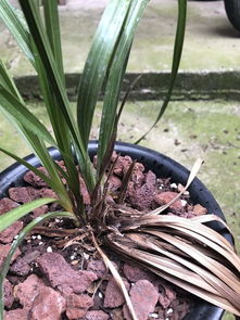 一苗兰花，健康是关键