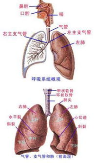 呼吸道刺激：杀虫药中的化学物质挥发后 会对人体造成伤害