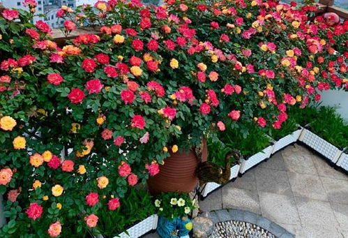 惯与藤彩虹月季的一些基本信息