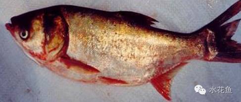 茶籽饼富含生物碱，能有效防治鱼类疾病