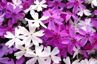 芝樱与樱花：两种不同风格的植物