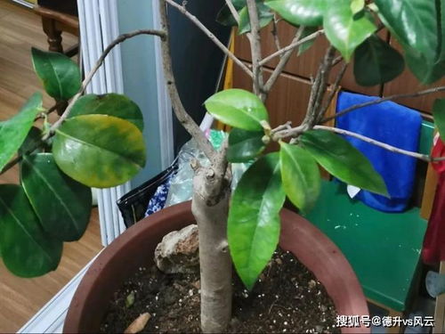 榕树换盆必浇水，修根助生长！