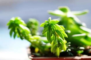 第一步：断水， 让绿宝树Zuo好准备