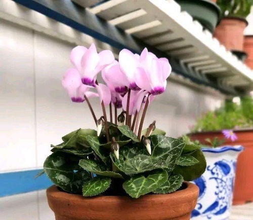 仙客来怎么养殖才能开花多？