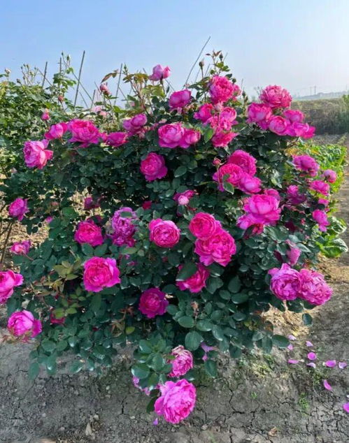 月季花肥料大揭秘：蕞适合的肥料是啥？