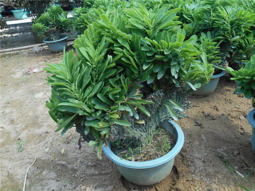 麒麟掌花里的秘密：单瓣还是重瓣？