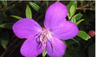 紫荆花栽培方法：选择优良插条， 注意基质和插穗处理