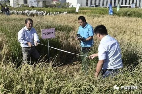 成功案例成本对比