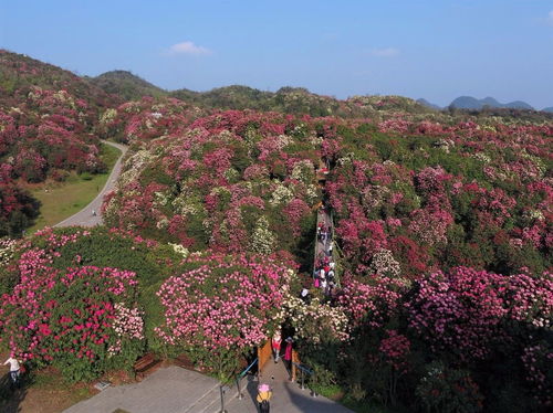 百里杜鹃天气预报15天出炉，近期天气变化看这里