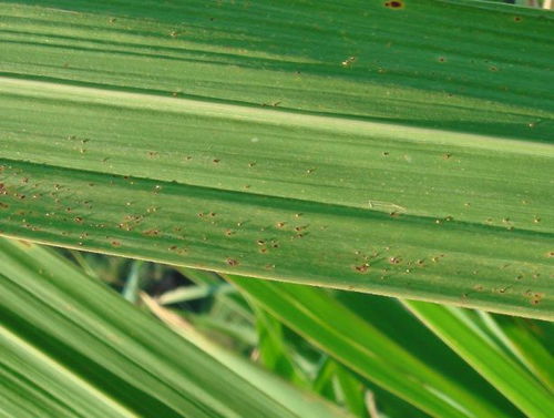 锈病的根源：茭白植株的营养缺失