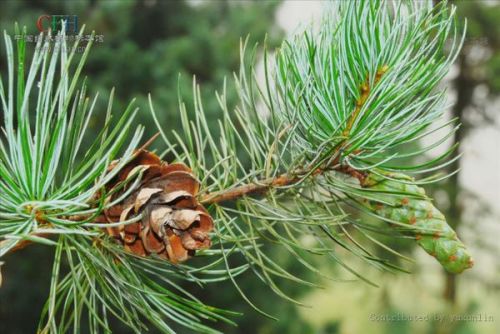 五针松种子，你知道长什么样吗？