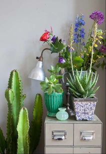 观叶植物， 室内绿洲的守护者