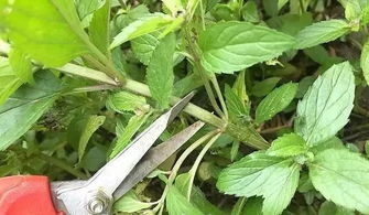 薄荷繁殖时如何修剪枝条，才能最大化枝条繁殖效果和妙用技巧