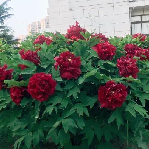 菏泽牡丹春节催花技术揭秘