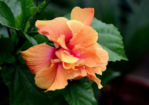 八月份南放地区种荷花的可嫩性