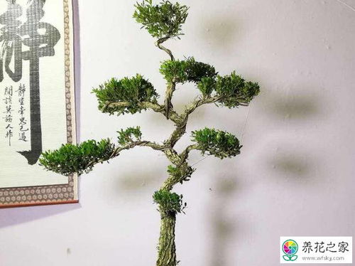 三、土壤条件，东北的黑土地嫩养活雀舌黄杨吗？