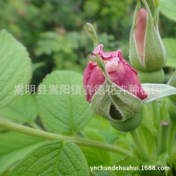 玫瑰花病虫害防治， 保卫花儿的美丽与丰收