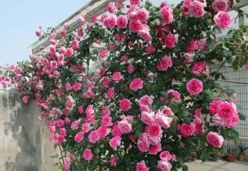 耐寒品种大盘点：这些月季不怕冷