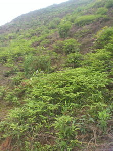 绿化树品种多，处理方法也要变