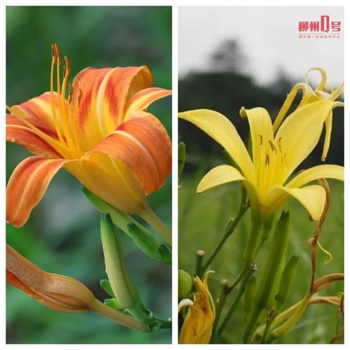 萱草花， 美得让人心动