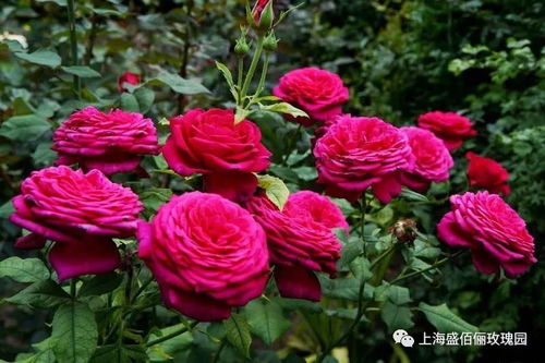 在艰难时刻， 月季花开