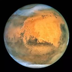 木星王月季的优点：