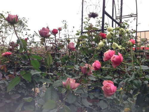 月季僵苗的烦恼，换盆换土Neng否解救？