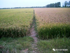 配方那么多，哪种Zui厉害？