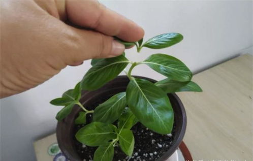 长春花打顶时间是什么时候？如何运用掐心术打造美丽长春花