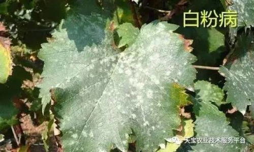 金黄色葡萄球菌的抵抗与杀菌难题