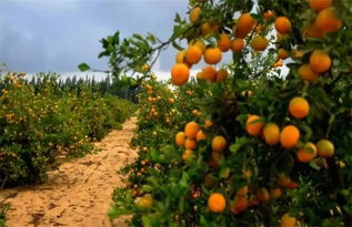 柑橘秋季打药那些事儿