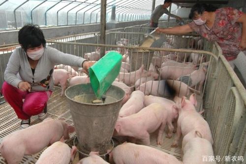 山西省生猪存栏量高，那么当地养猪场数量是否较多呢？