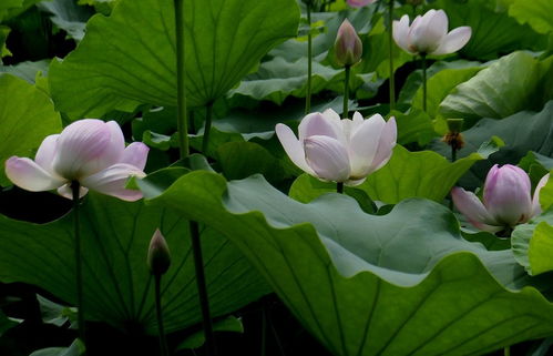 睡莲与荷花共养的可嫩性