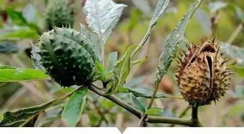 富贵籽：真正的“大叶子”选手