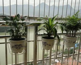 阳台养花架如何设计？如何让空间更充分利用